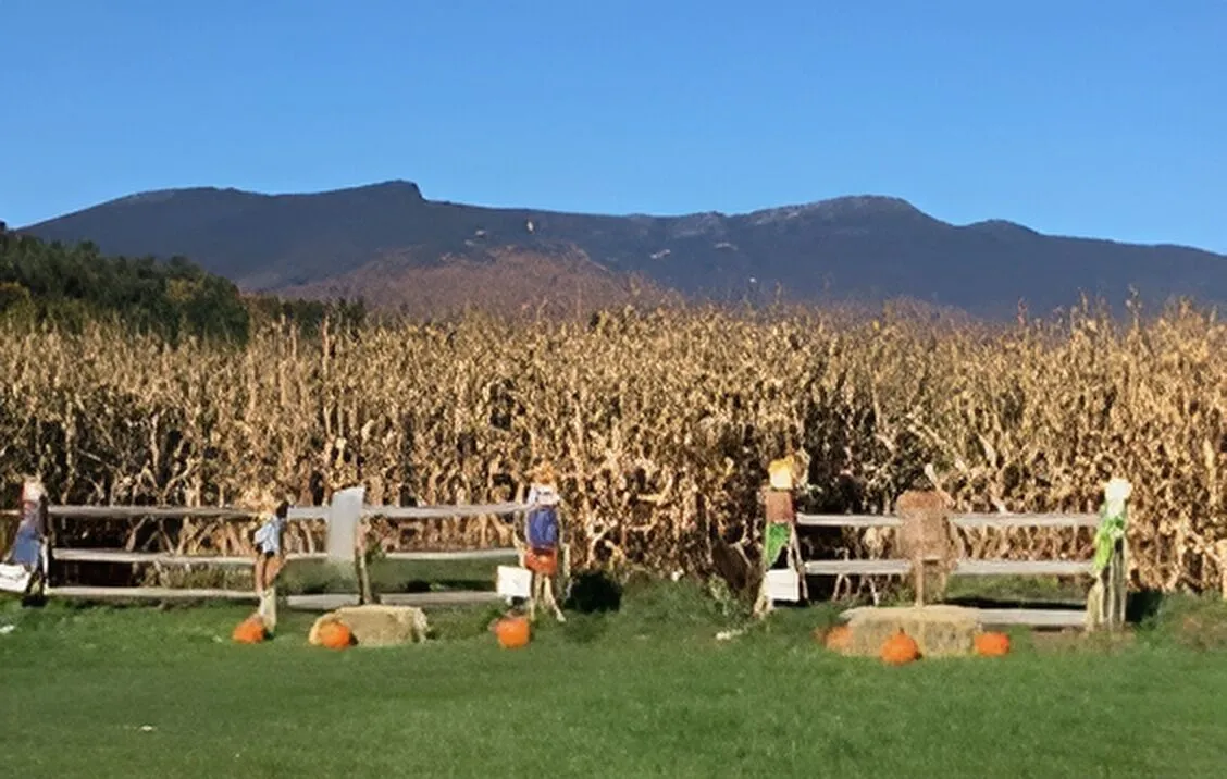Percy Farm Corn Maze